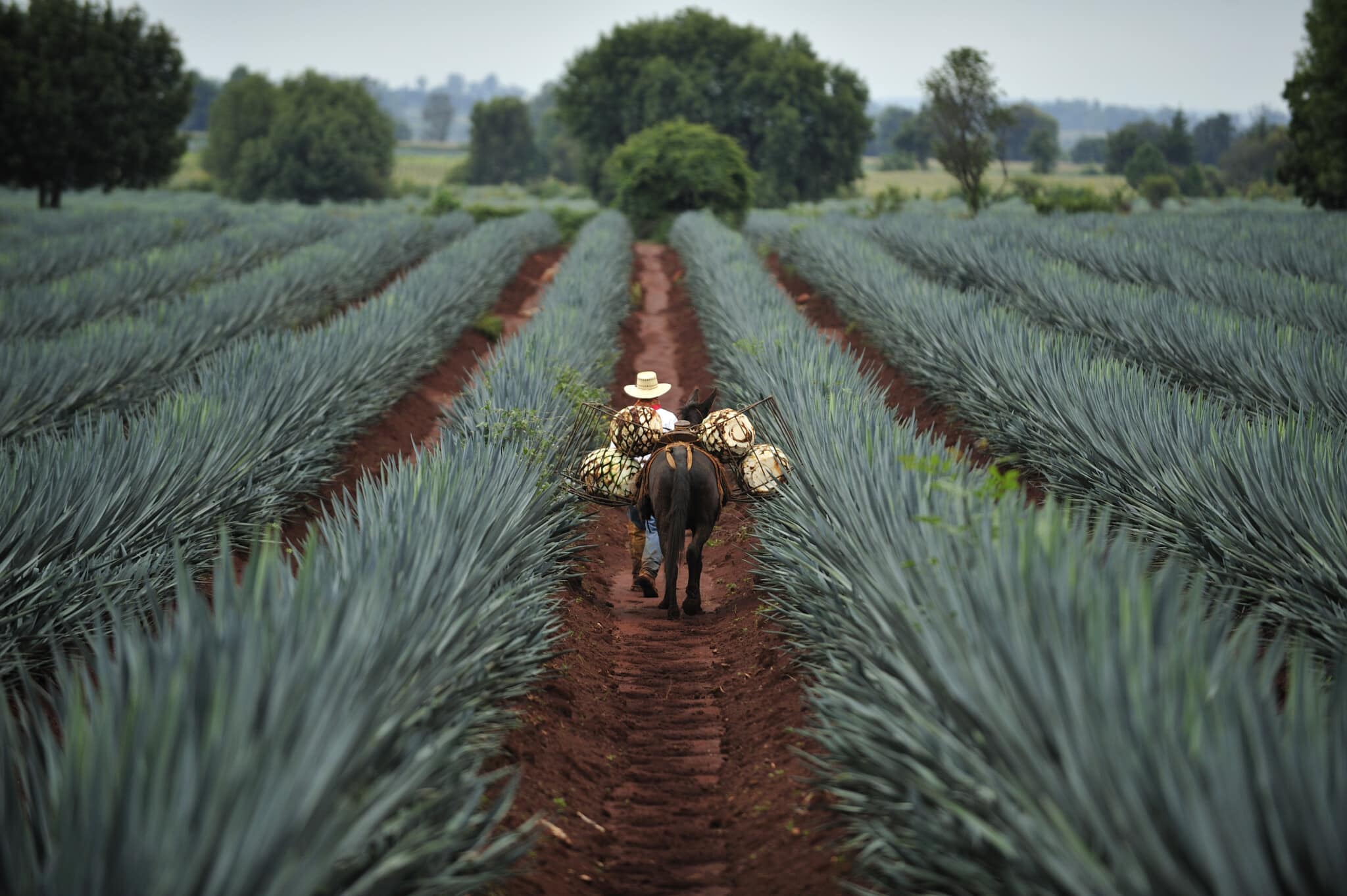 Man with donkey harvesting agave in a field in Tequila Jalisco Mexico