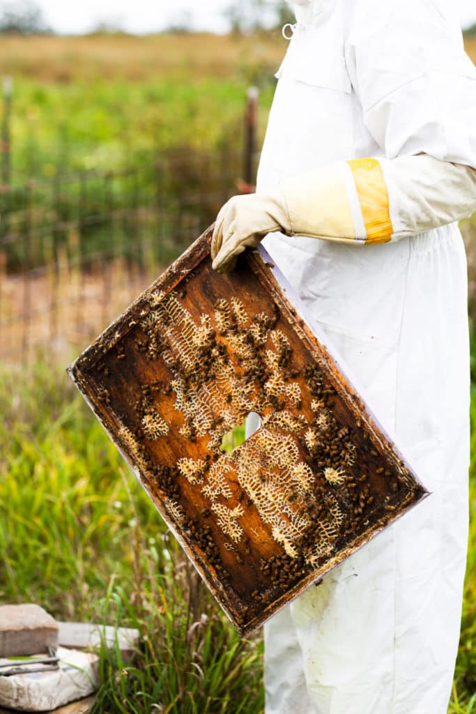 beekeeping honeycomb