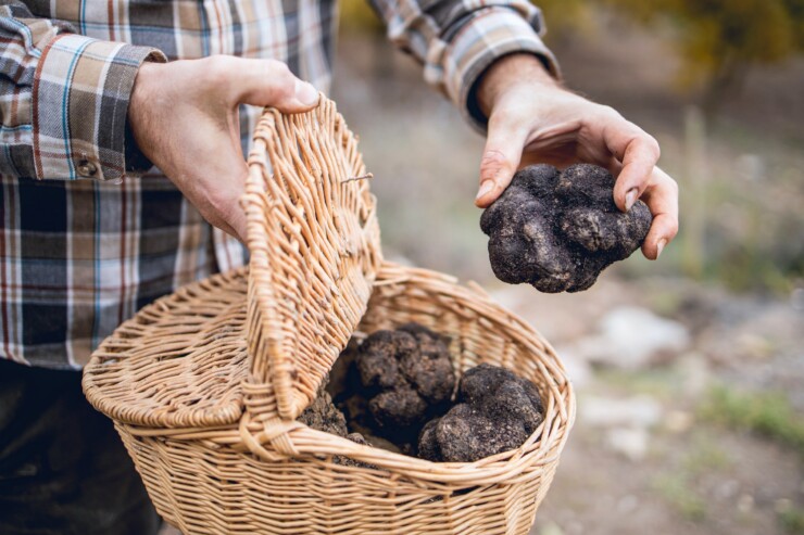 What Is A Truffle?