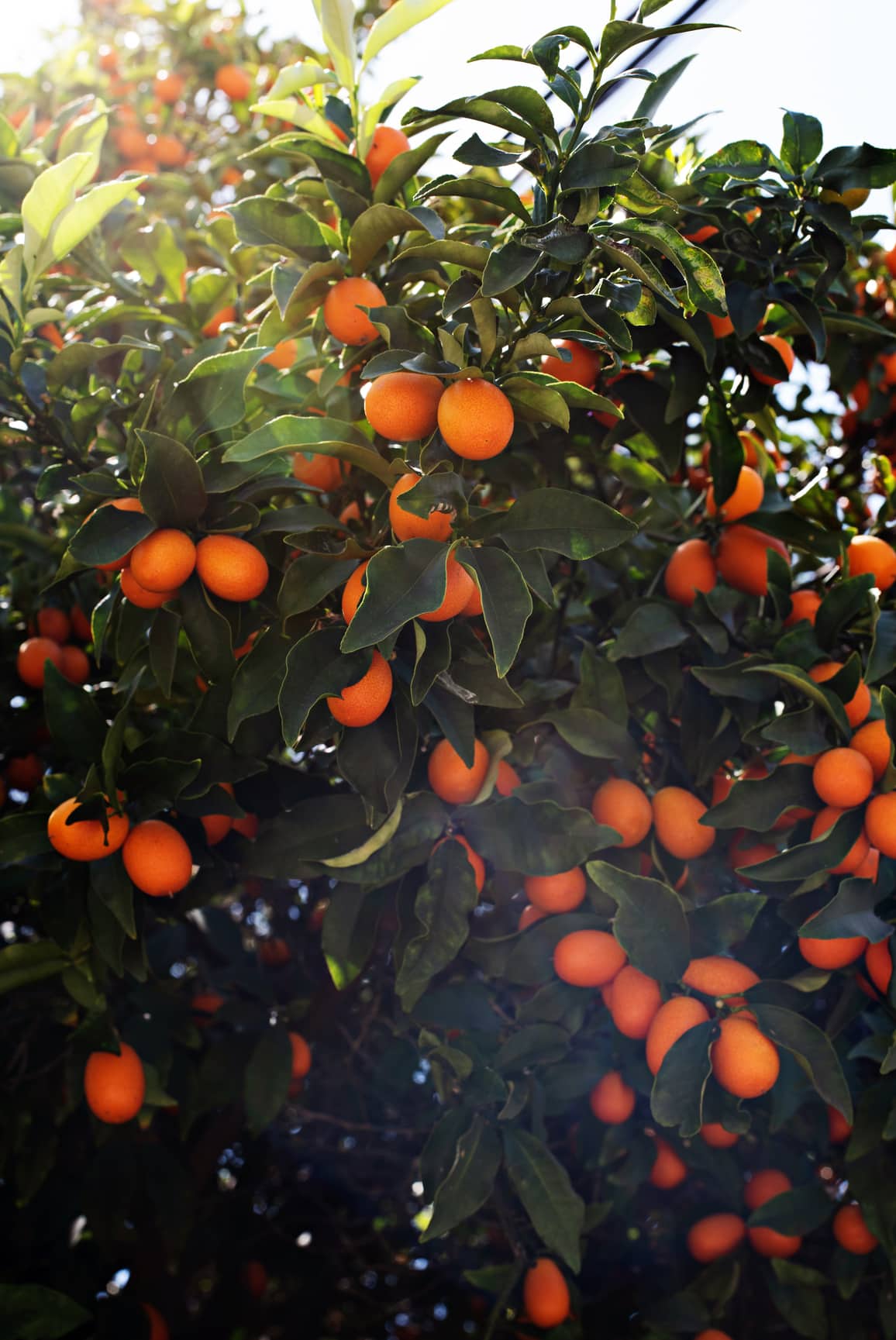 Close Up Of Citrus Tree