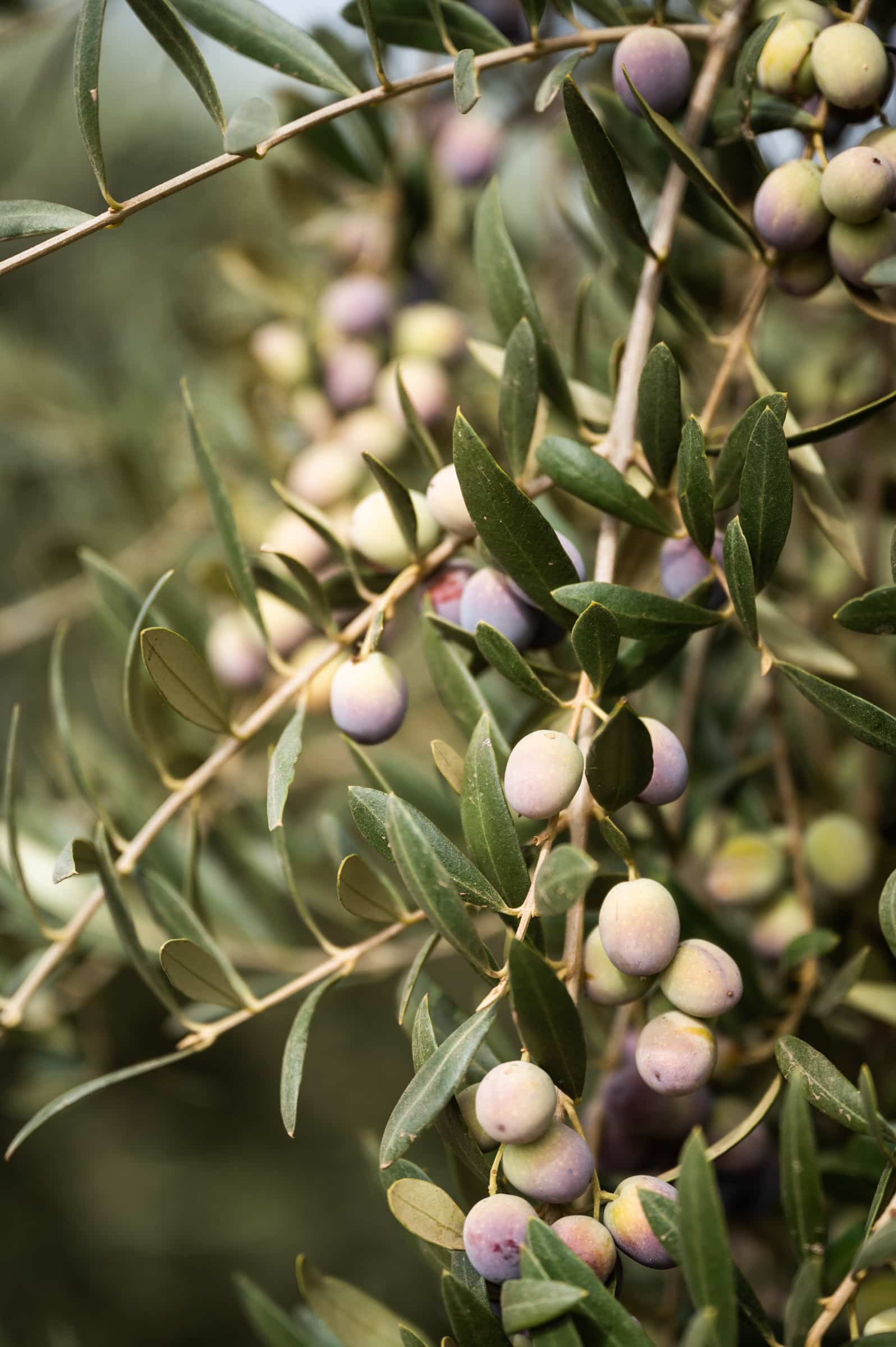 Olive Tree Close Up