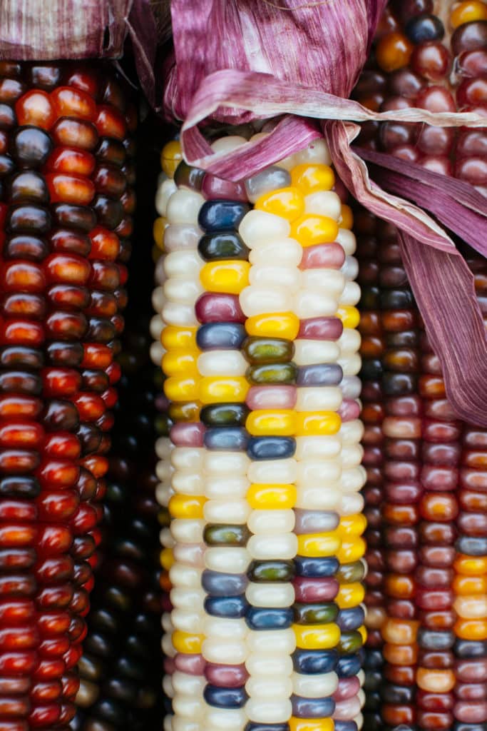 Heirloom variety corn cobs shot close up