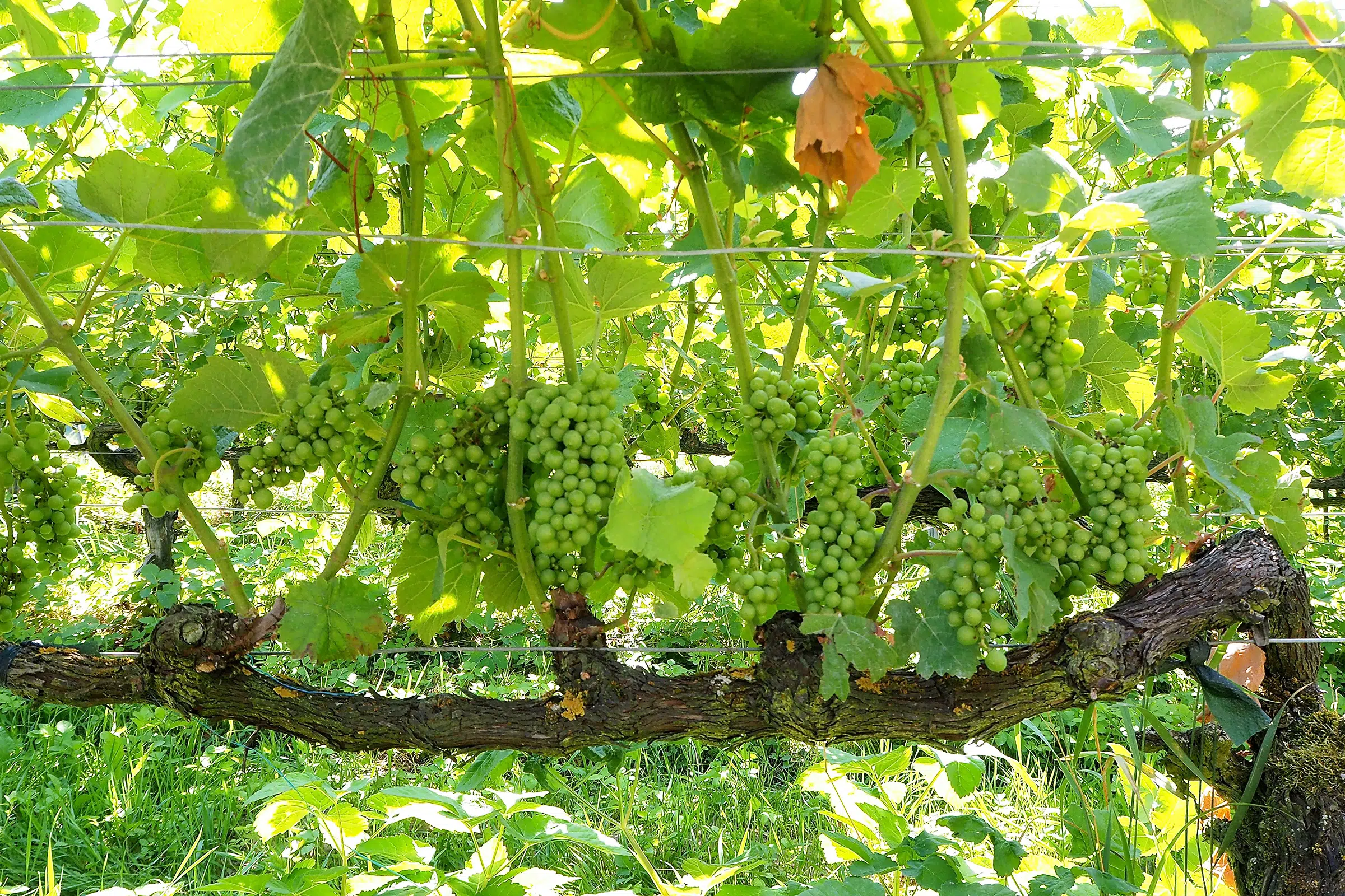 German Wine Country Riesling Grapes