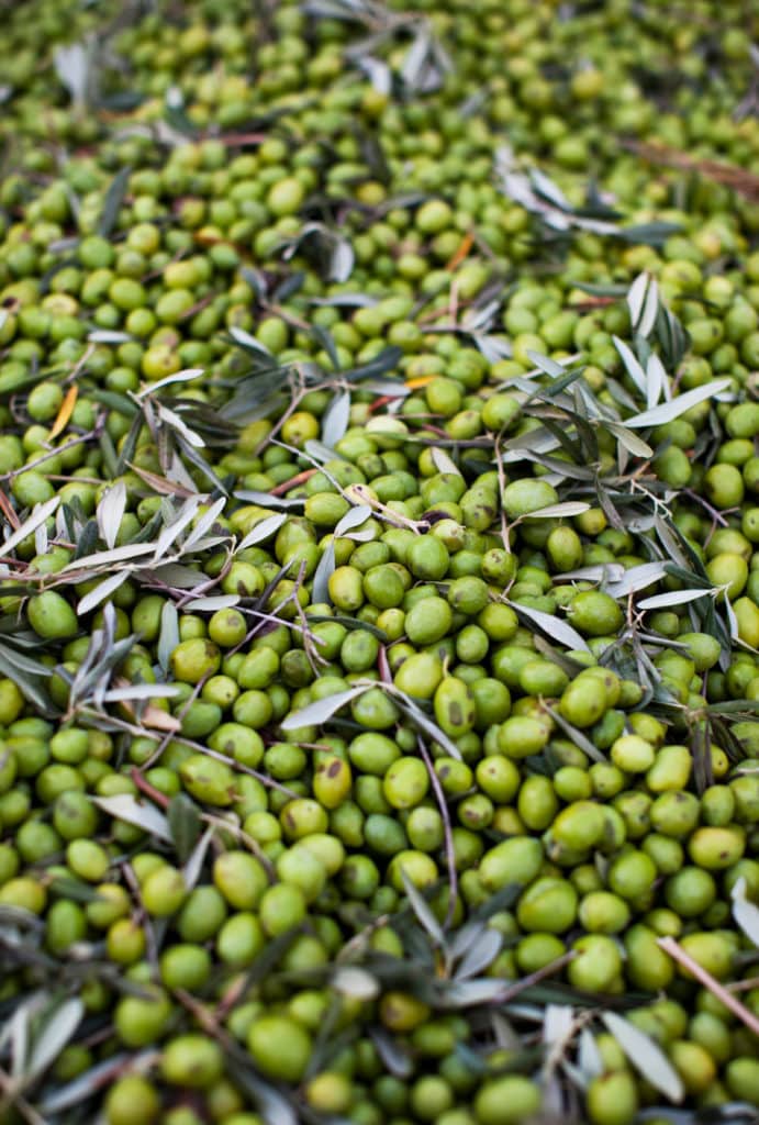 green olives harvested