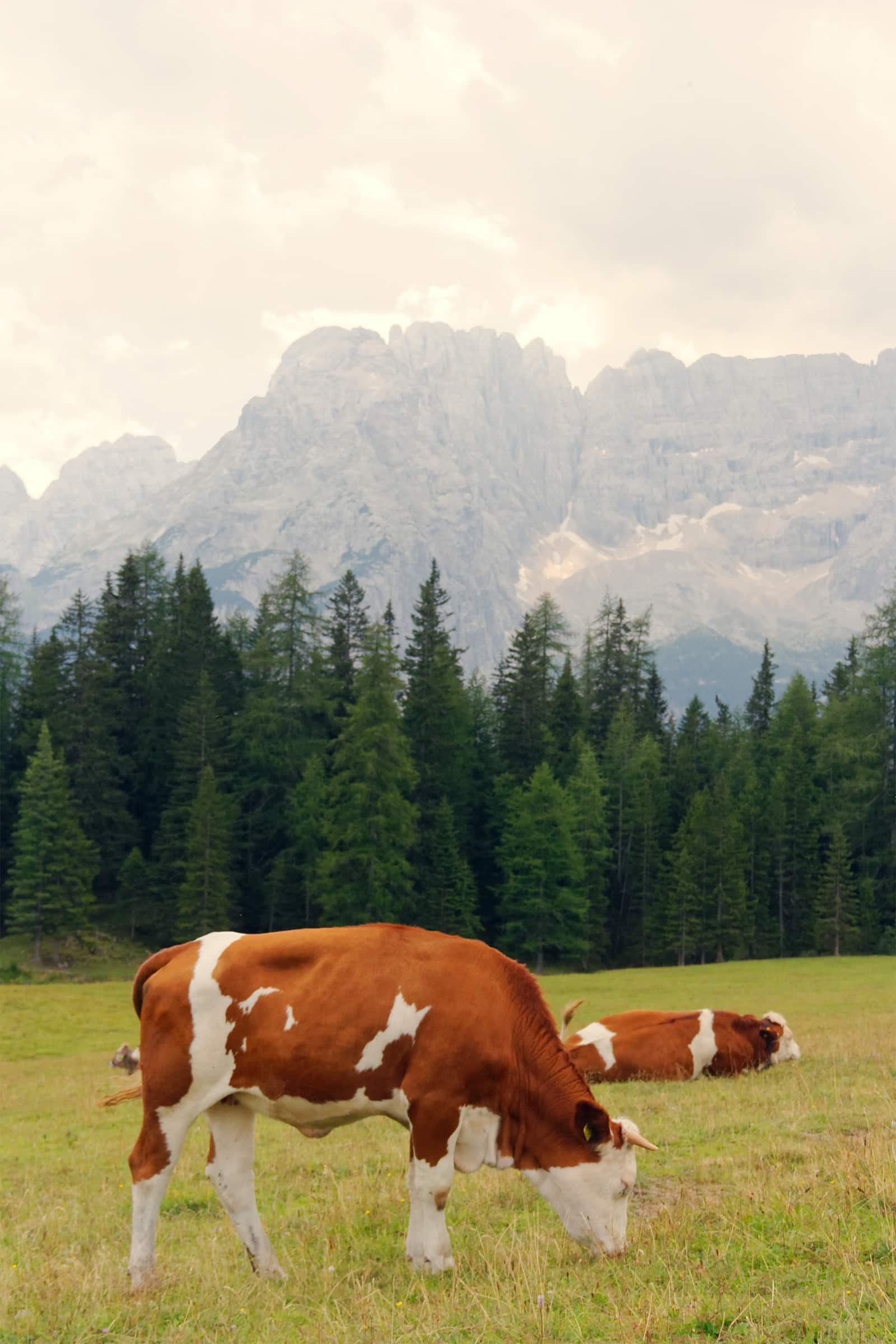 Italian Red Cow In Alps