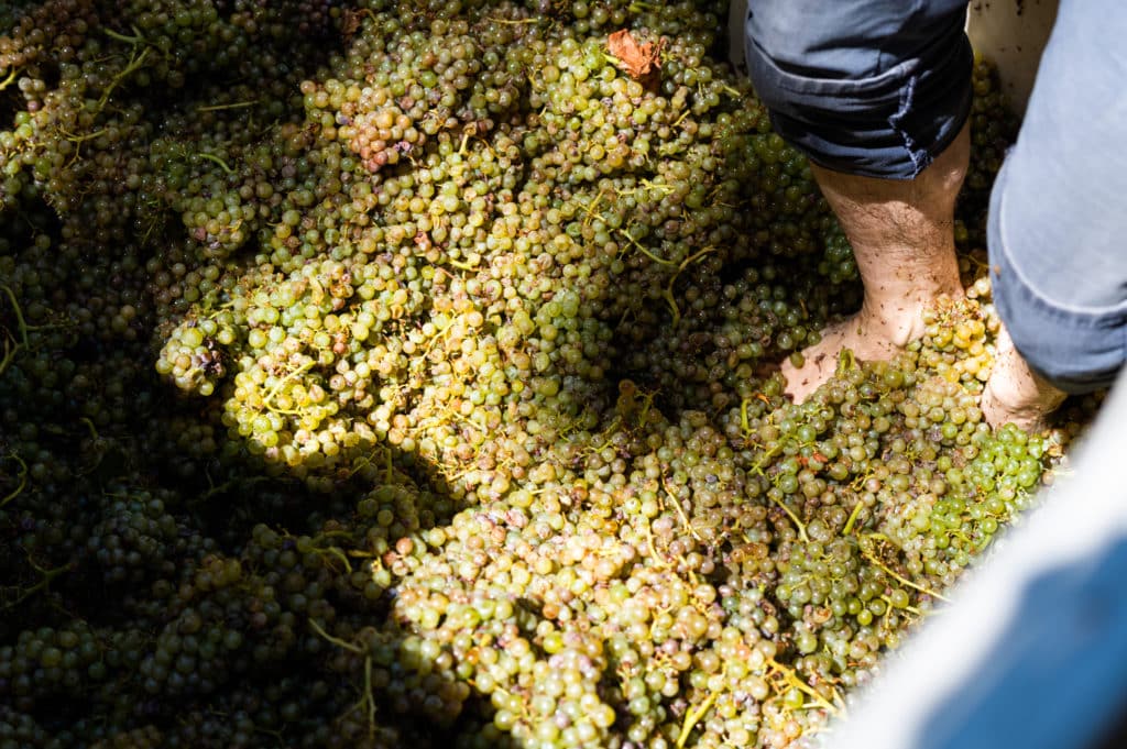 White wine grapes being crushed by foot