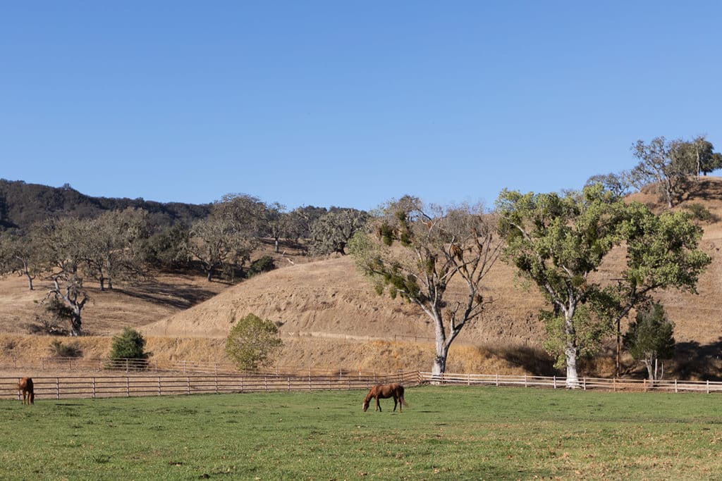 Alisal Ranch pasture