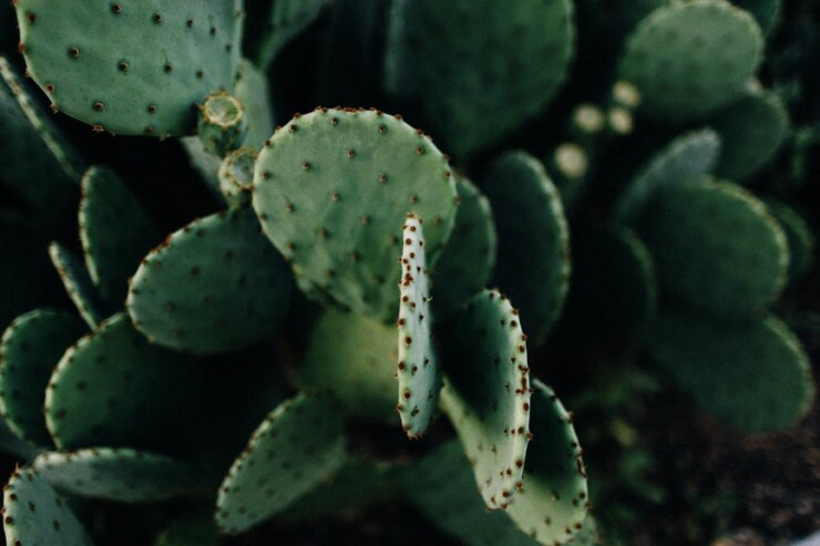 Close upu photo of cactus paddless