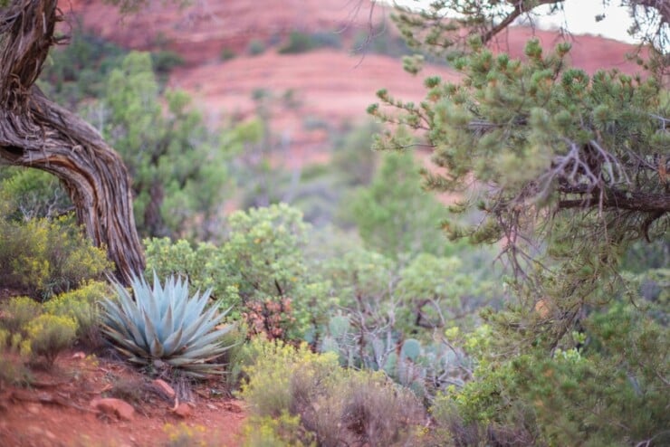 Sedona Arizona Red Rock Desert