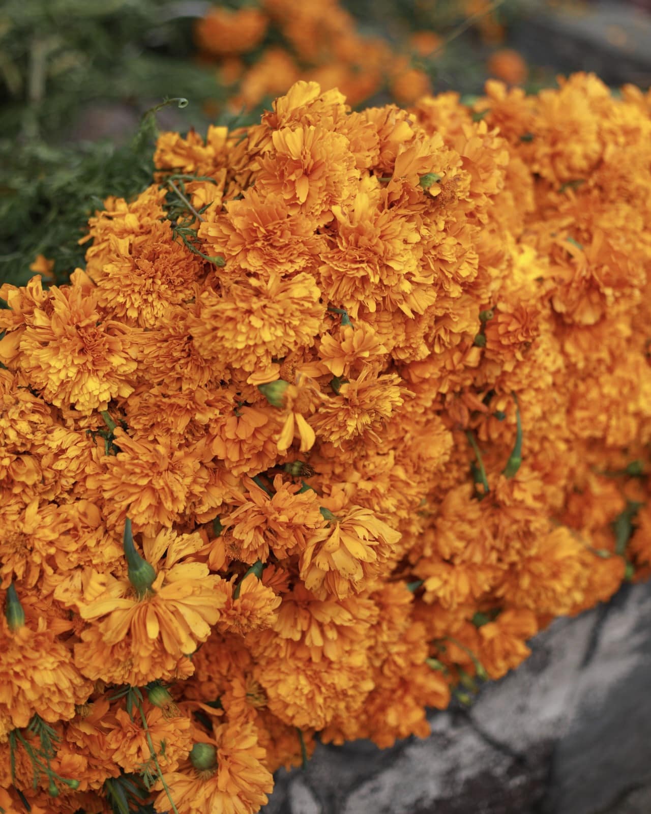 Day Of The Dead Marigolds