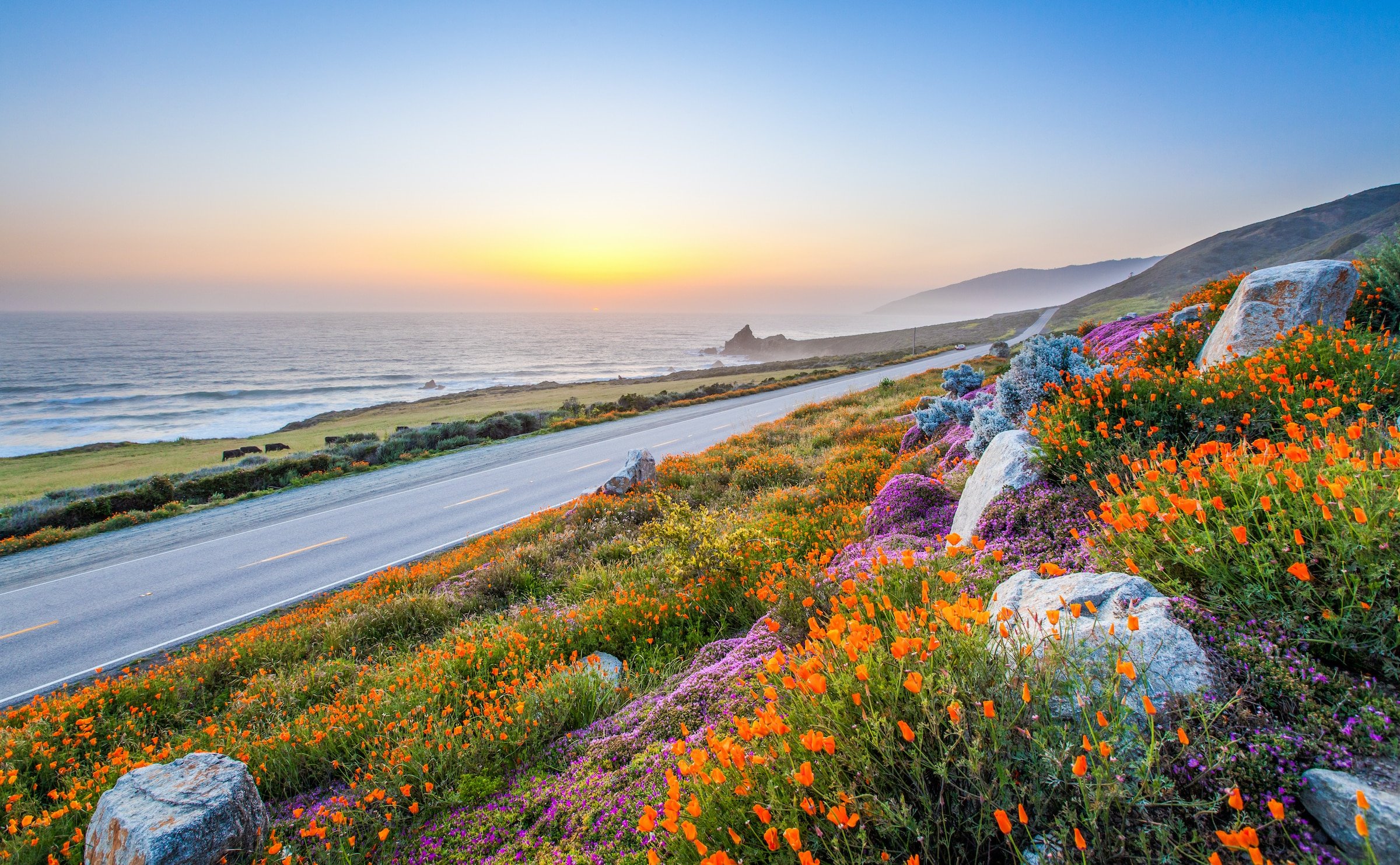 Wildflowers on California Highway 1