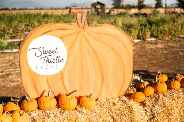 Painted large pumpkin sign on a hay bale surrounded by pumpkins
