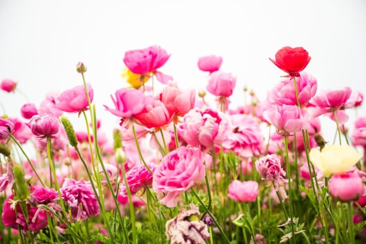 Close up of pink flowers in a field with grey sky in back