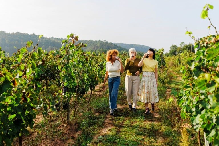 Wine Tasting In France