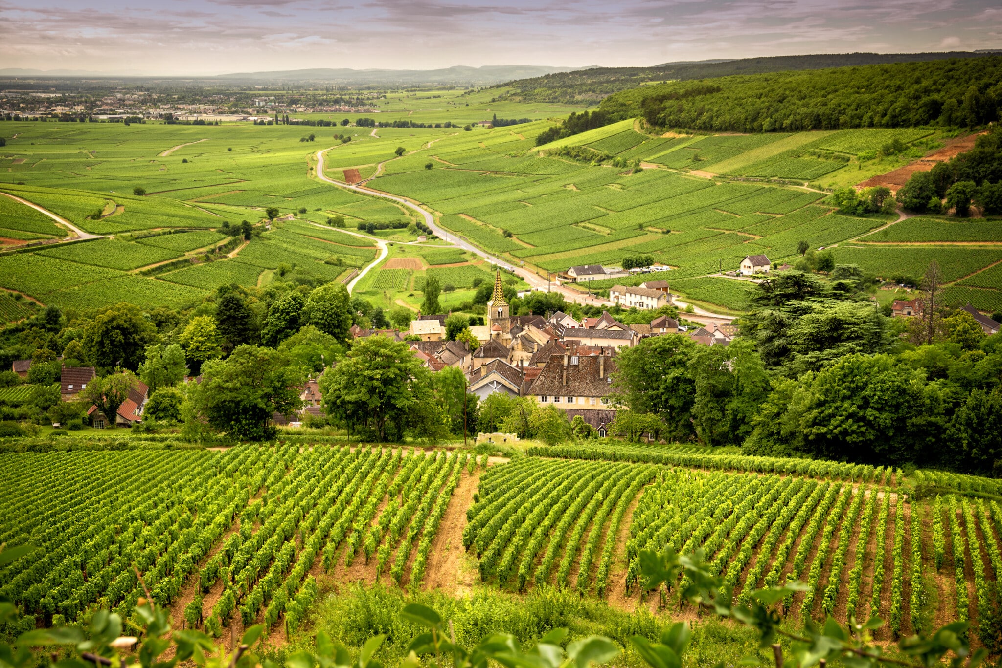 French Wine Regions: 8 Must-Visit Destinations (Expert Guide)