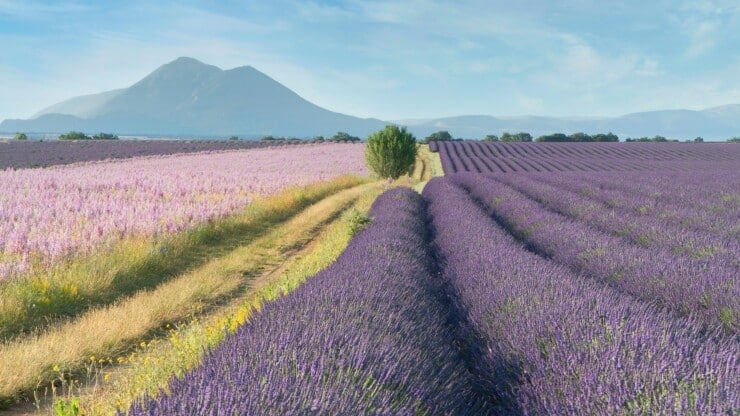 Provence lavender fields by thomas-despeyroux h
