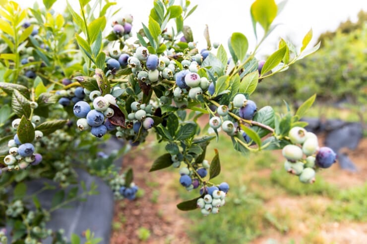 Blueberries on a bush