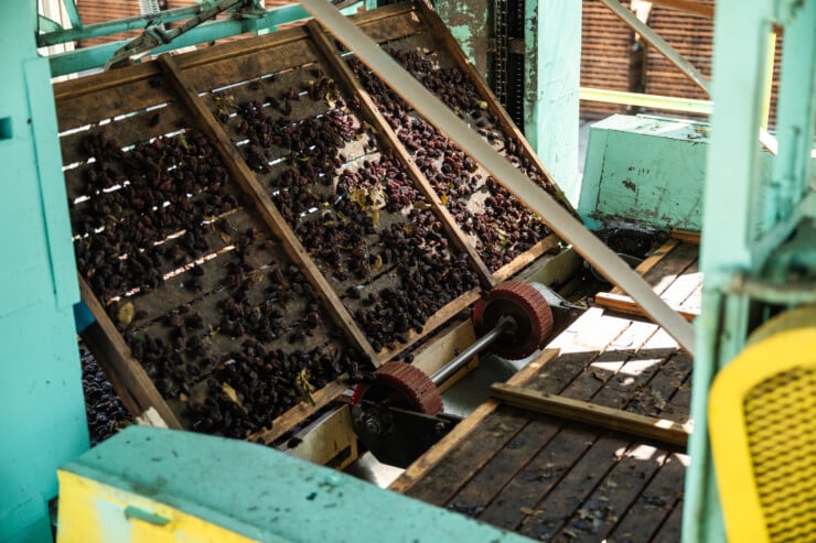 Prunes drying