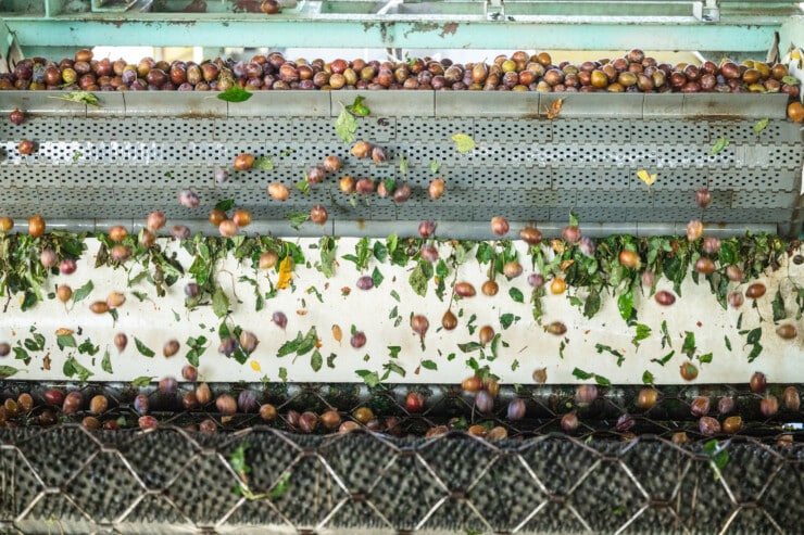 Plums being processed into prunes