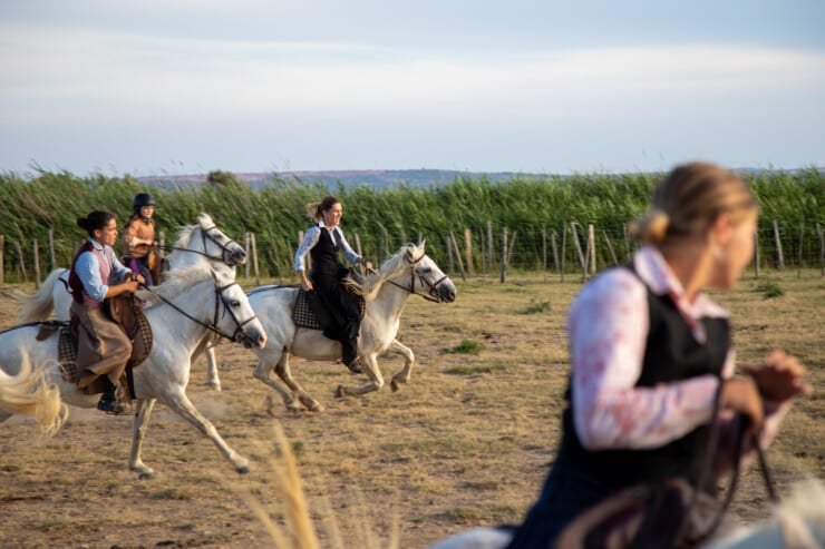 A group of women and a child riding white Camargue horses at a gallop across an open field at golden hour, with tall green reeds and rolling hills visible in the background.