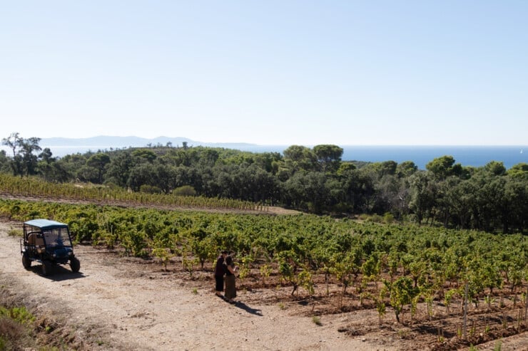 Two women in a field of vines near the sea